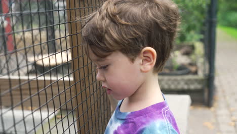 portrait of an american boy at the zoo looking at the animals through the fence of the cage