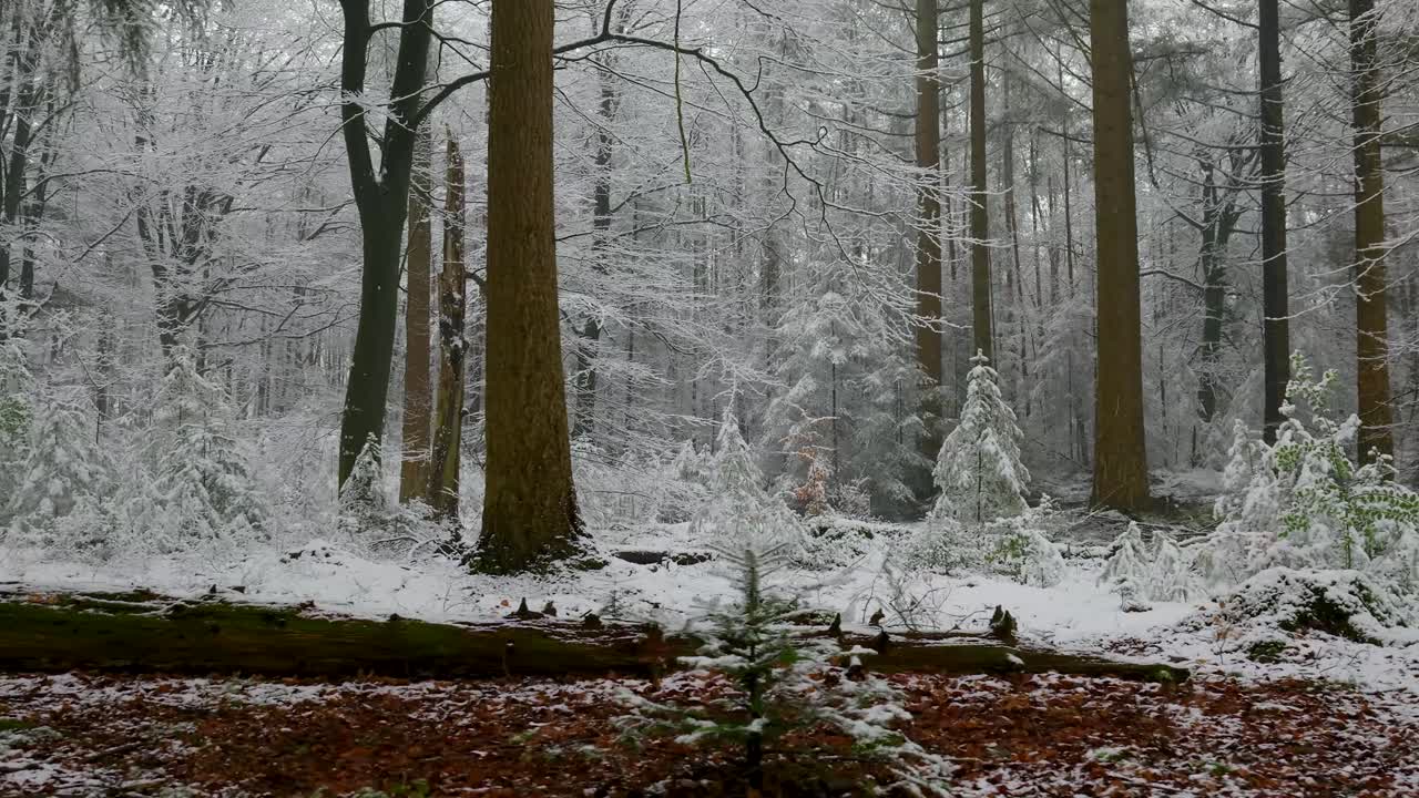 눈 덮인 겨울 숲