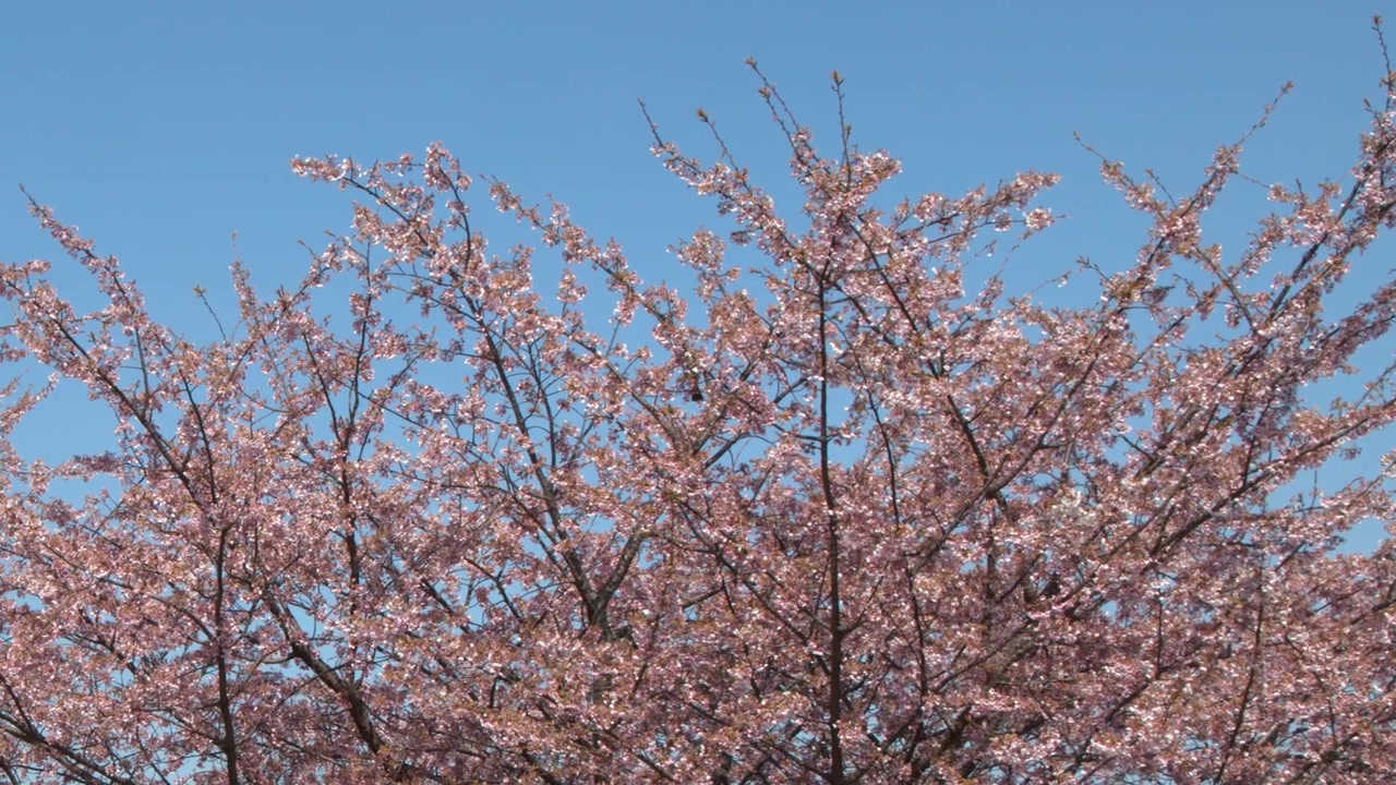 Un albero di ciliegio in fiore contro un cielo blu limpido