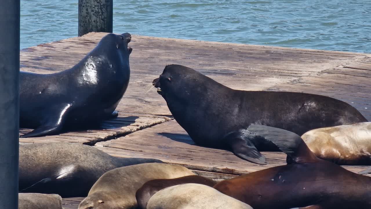 Sea Lions on Pier 39 on Hot Sunny Day, San Francisco California USA