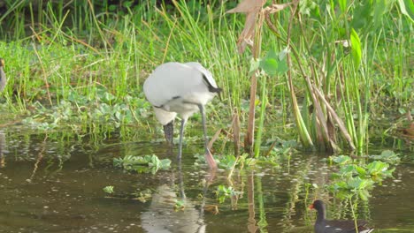 Holzstorch-Waten-Und-Füttern-Im-Seichten-Wasser