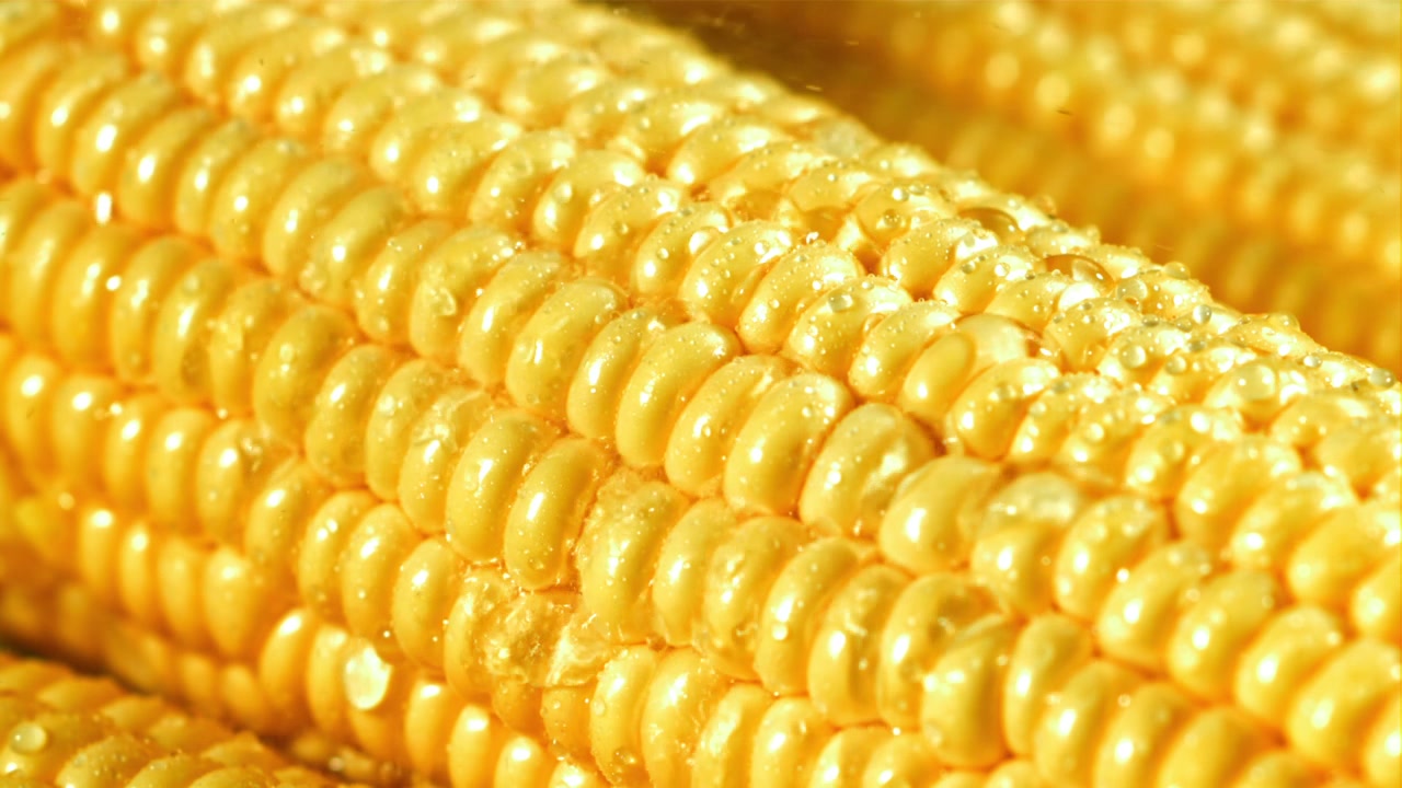 Fresh Yellow Corn Cob with Water Droplets