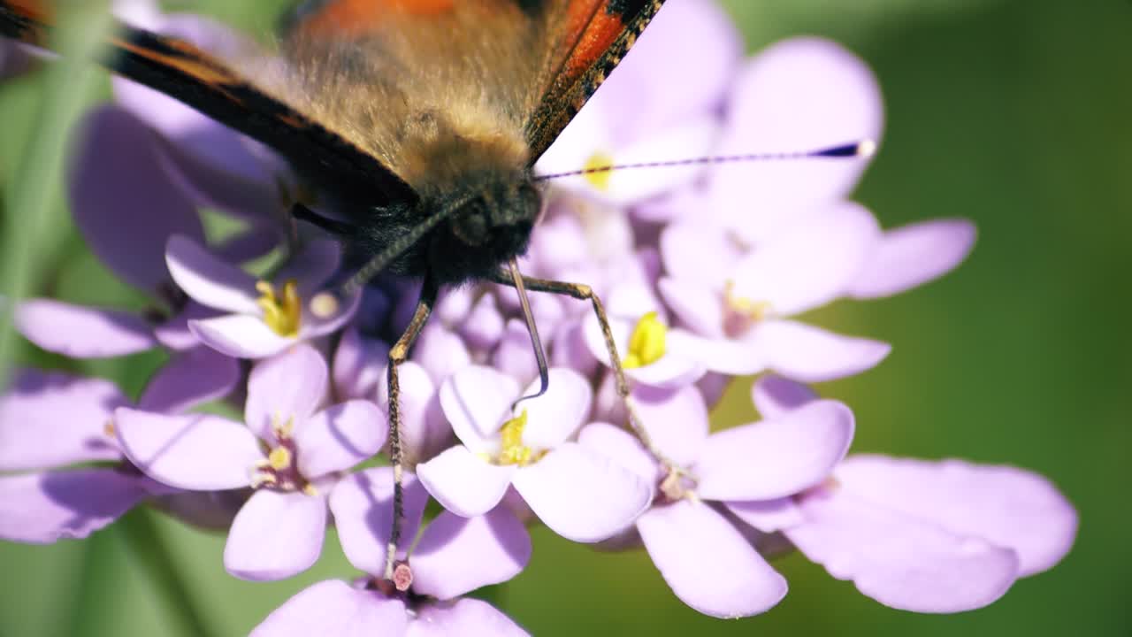 primer plano de una dama pintada alimentándose de una flor bajo el sol