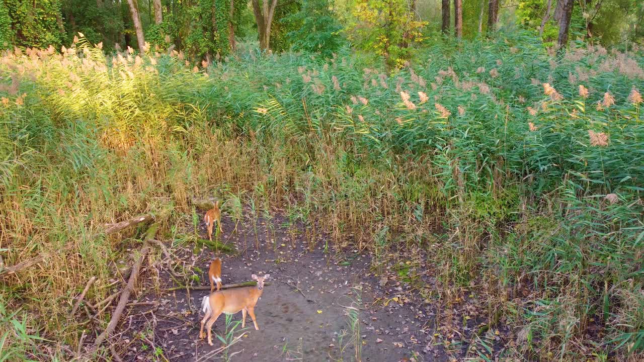 Three White-Tailed Deer in a Lush Forest