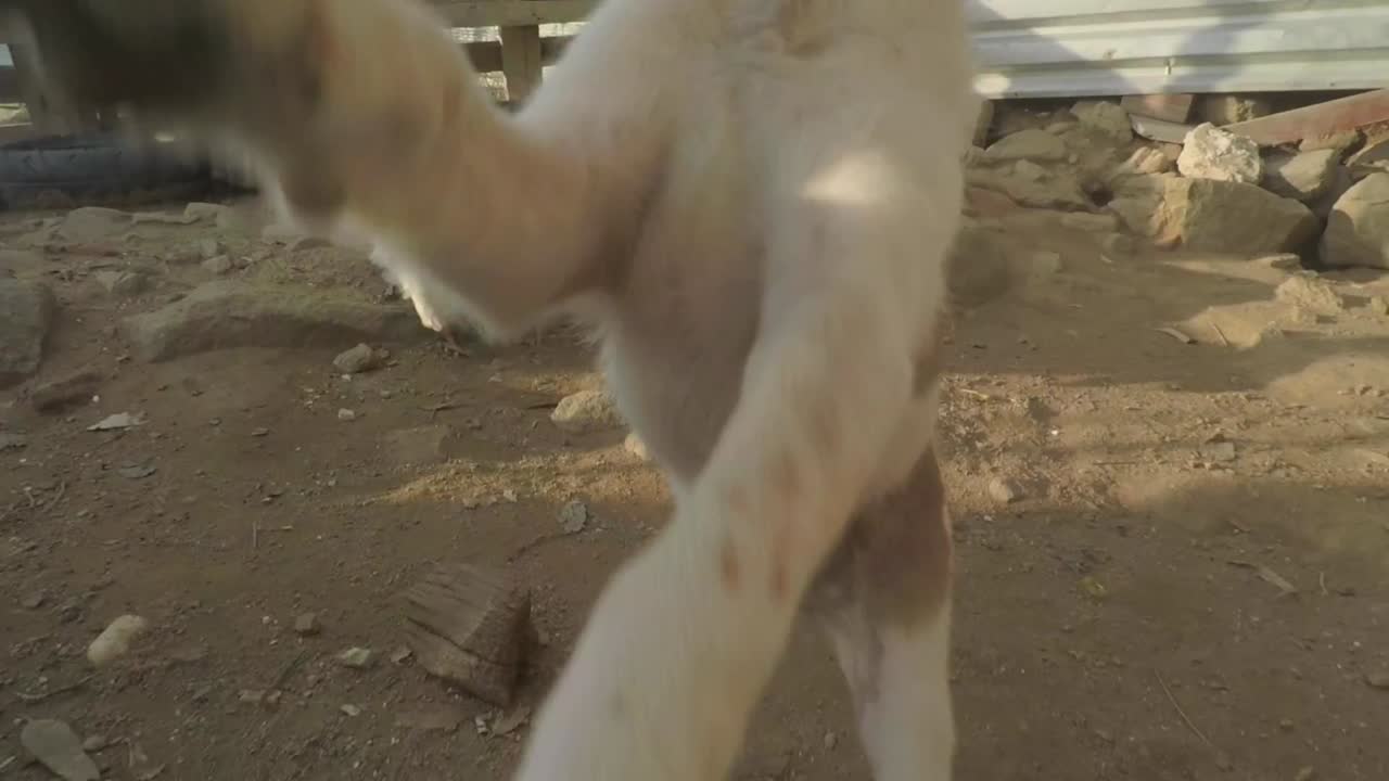 A cute puppy following the camera, while running past his litter mates