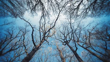 looking up to the blue autumn sky though the leafless tree crowns