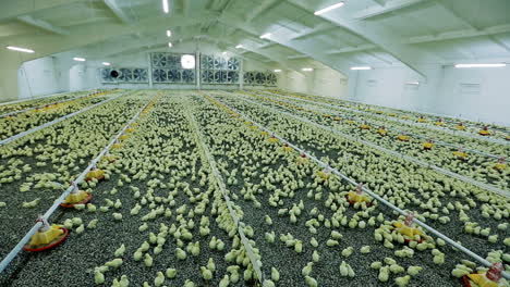 lot of little chickens in poultry farm