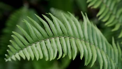 Fern-foliage-swaying-in-the-wind