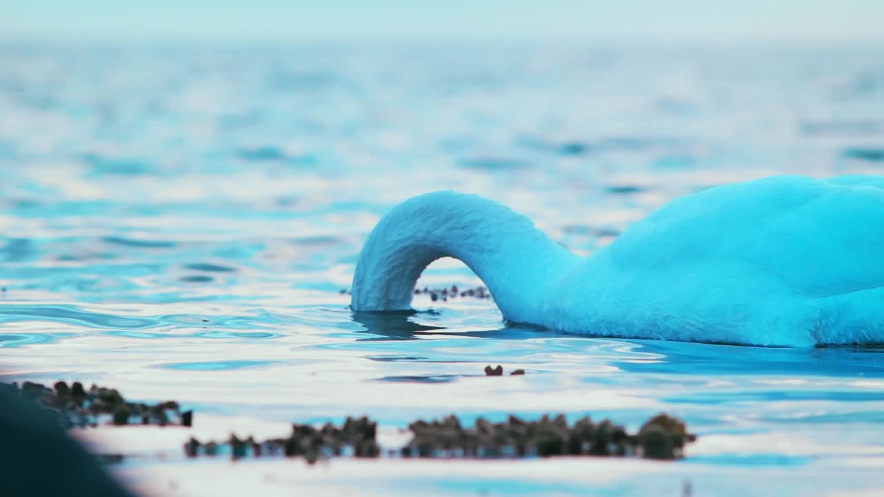 바다에서 먹이를 먹고 먹는 플라잉 도크