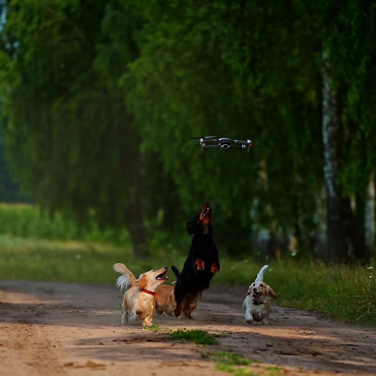 Happy dogs running to drone