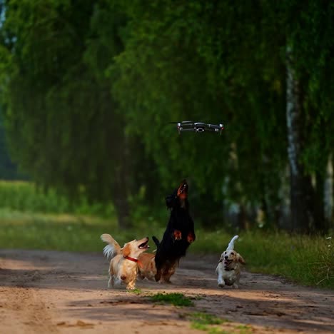 happy dogs running to drone