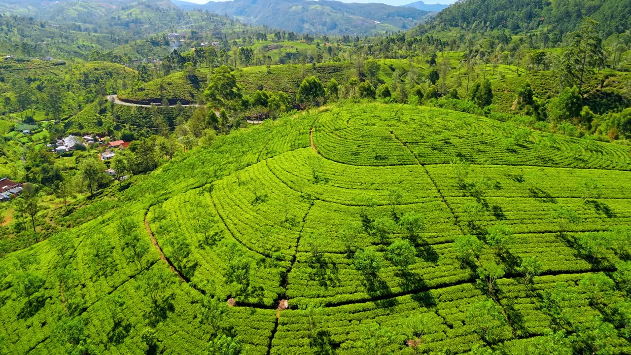 Breathtaking aerial drone footage soaring over the lush tea fields of Nuwara Eliya, Sri Lanka.