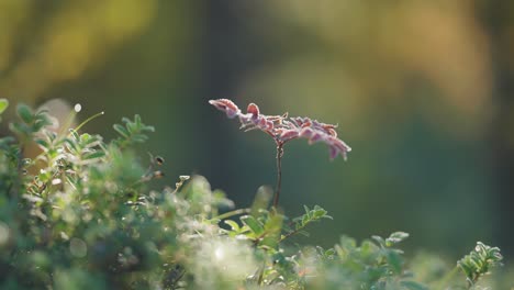 Eine-Dünne-Raureifschicht-Bedeckt-Die-Roten-Blätter-Des-Winzigen-Baumes-Im-Herbstlichen-Tundra-Unterholz