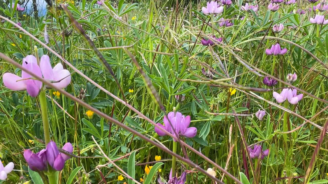 Stunning lateral pan shot of wild yellow daisies and a large group of Lupinus polyphyllus. We appreciate the diversity of green plants and their soft pink and violet hues in the natural setting.