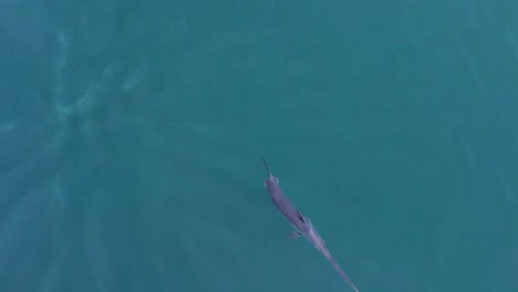 aerial view of swordfish swimming on the surface