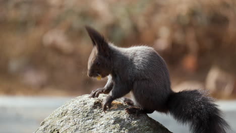 red squirrel eating nut sitting on stone close-up