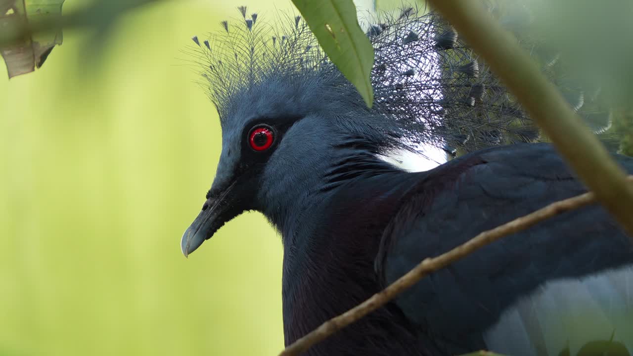 cierra la foto de una majestuosa hembra de paloma coronada victoria, goura victoria, descansando en el nido de árboles de tallos y palos en su hábitat natural, preguntándose por los alrededores.