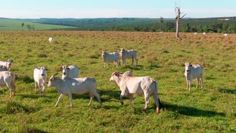 paisaje pan de vacas nelore raza de ganado de pie, pastoreo y vaga en el campo herboso ciudad rural tierras de cultivo superficie valle animales rancho al aire libre.
