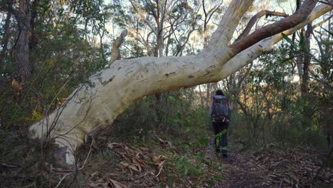 Einheimisches-Australisches-Mädchen,-Das-An-Einem-Großen-Alten-Gummibaum-Vorbeiwandert