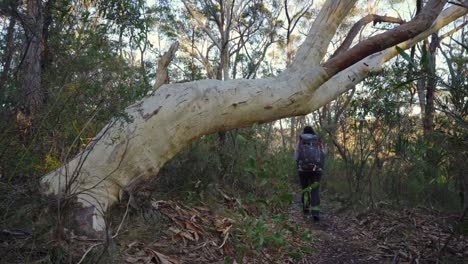 Indigenous Australian girl hiking past a large old gum tree