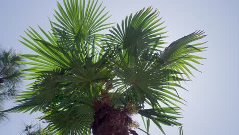 palmera con llamarada solar contra el cielo azul