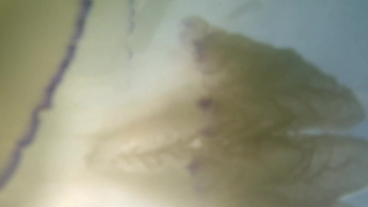 Méduse sous l'eau en mer. Espèce de méduse Rhizostoma pulmo