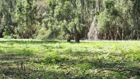 mamá canguro vigila mientras joey se acicala en los matorrales del interior de australia