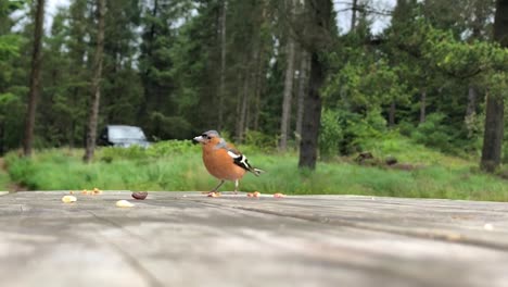 Ein-Buchfinkenvogel,-Der-Nüsse-Von-Einem-Parkbanktisch-Frisst-Und-Davonfliegt-|-Galloway-Forest-Park,-Schottland-|-Zeitlupe-In-HD-Mit-30-Fps