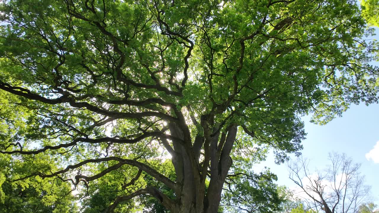 1000-year-old Bolko oak in Poland