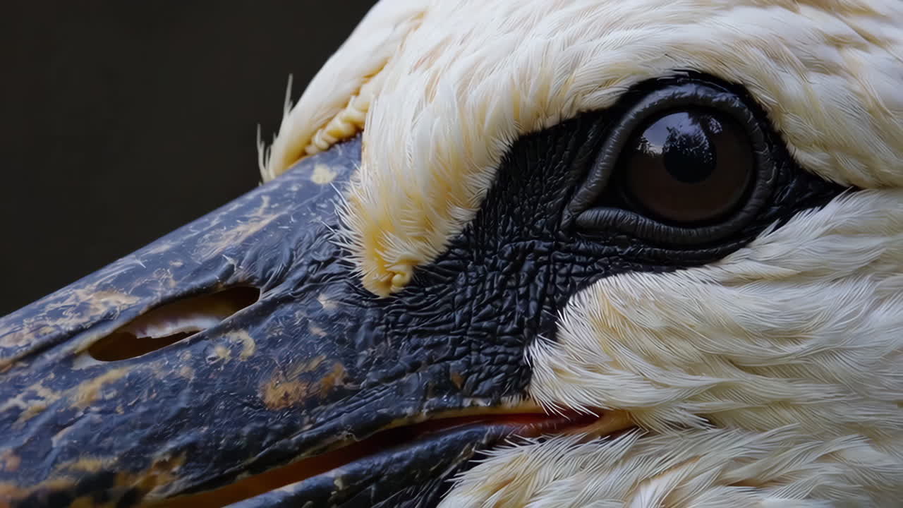 Close-up of a bird's head