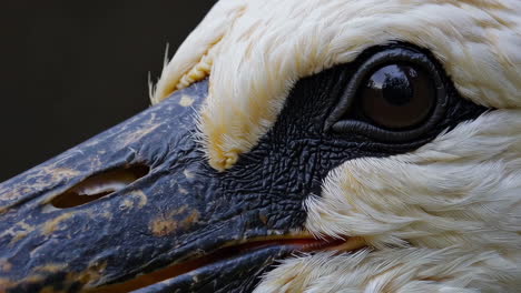 close-up of a bird's head