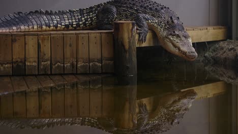 saltwater crocodile turns and slides into water from the dock - scary