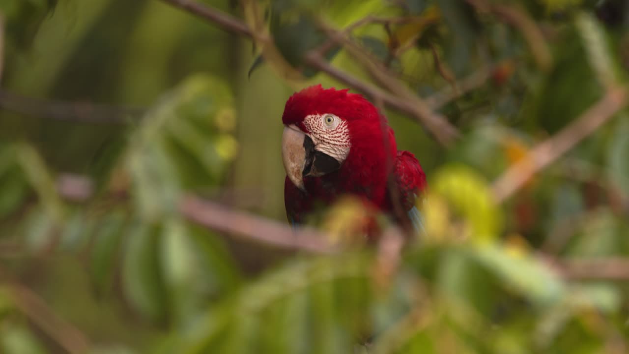 A single Scarlet Macaw perches in a tree fluffing its head, its vivid colors standing out in the green Amazon rainforest