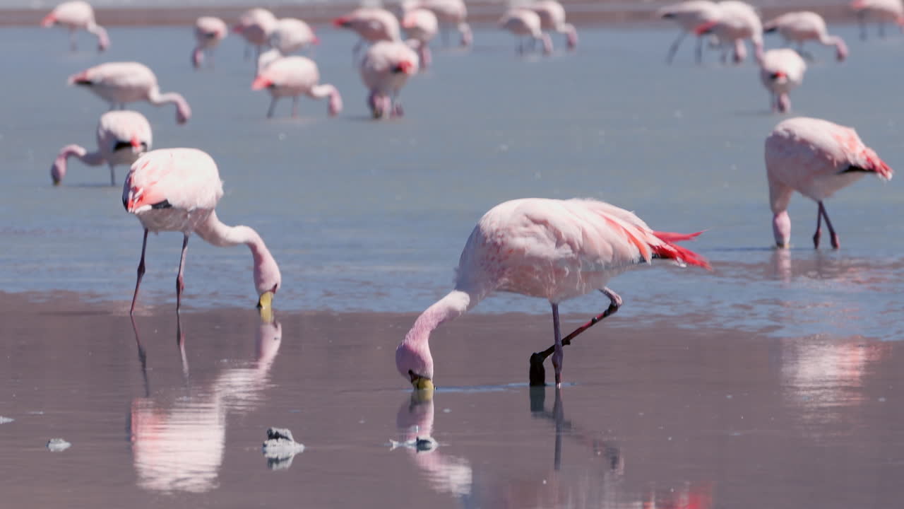 플라밍고는 머리를 물 속으로 내려놓고 사냥합니다. 빛은 털을 가로질러 반사됩니다.