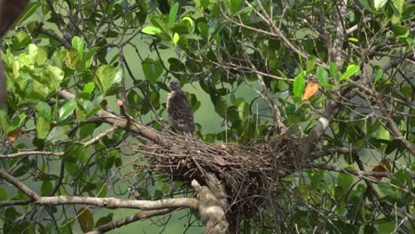 un pollito de halcón de cresta está de pie solo en el nido