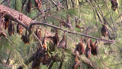 Riesige-Flughunde-Hängen-Von-Bäumen-Im-Carnarvan-Nationalpark-Queensland-Australien-1