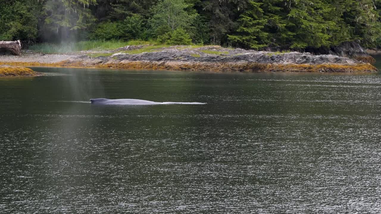 Humpback whale sleeping close to the shore. Whale Watching in Sitka, Alaska.