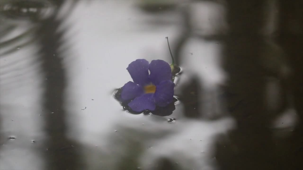 잔잔한 물웅덩이에 있는 툰베리아 에렉타 등반 꽃