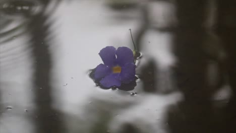 Thunbergia-Erecta-Flor-Trepadora-En-Un-Charco-De-Agua-Tranquila