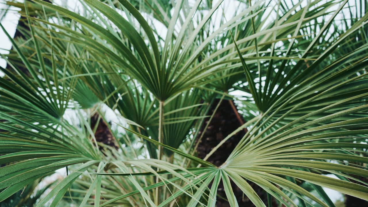Close up of lush green palm leaves, creating a tropical and fresh natural atmosphere with soft focus and gentle movement