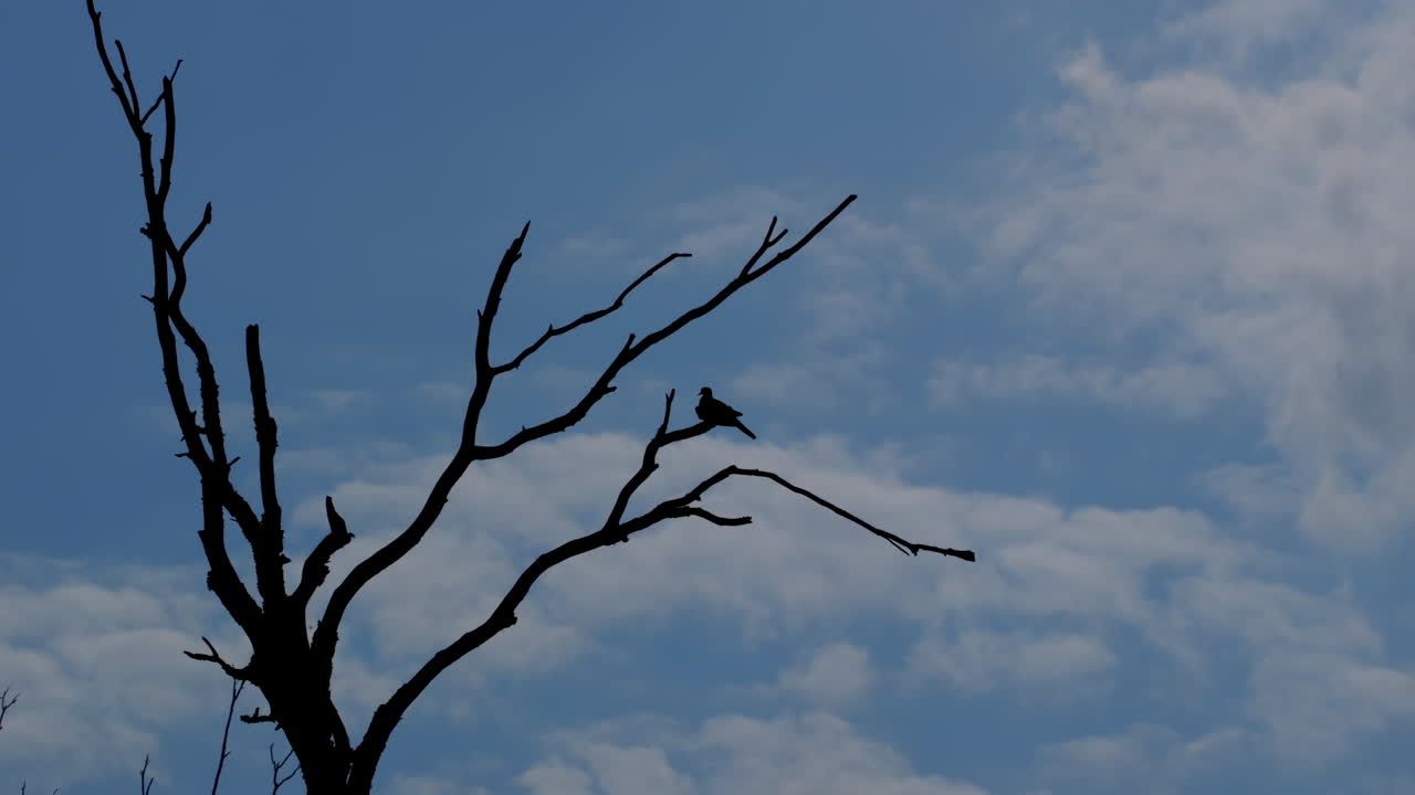 잎이 없는 나뭇가지에 앉아 있는 작은 새의 실루엣