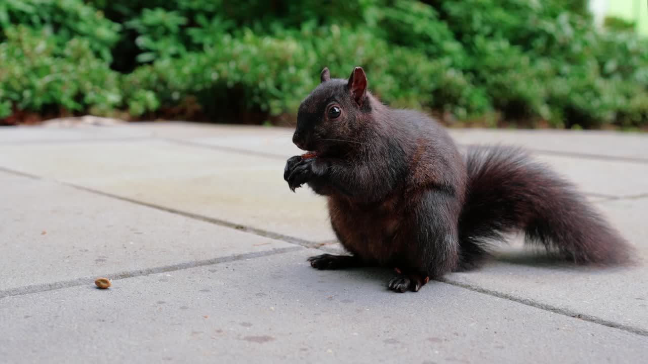carino scoiattolo nero che mangia noci nel cortile