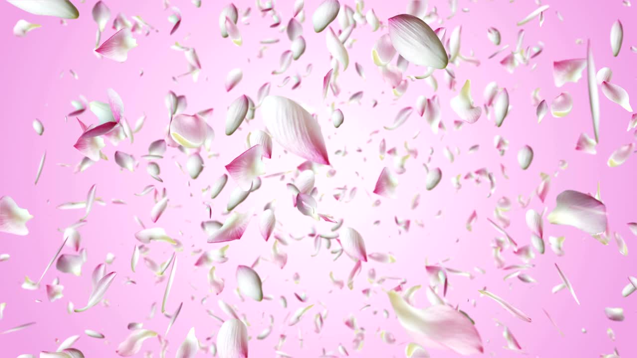 핑크 로터스 비행.