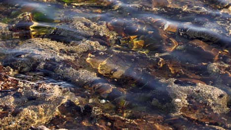 waves gently wash over rocks and seaweed