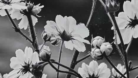 black and white close-up of delicate flowers, captured from a low angle, creating a vintage video