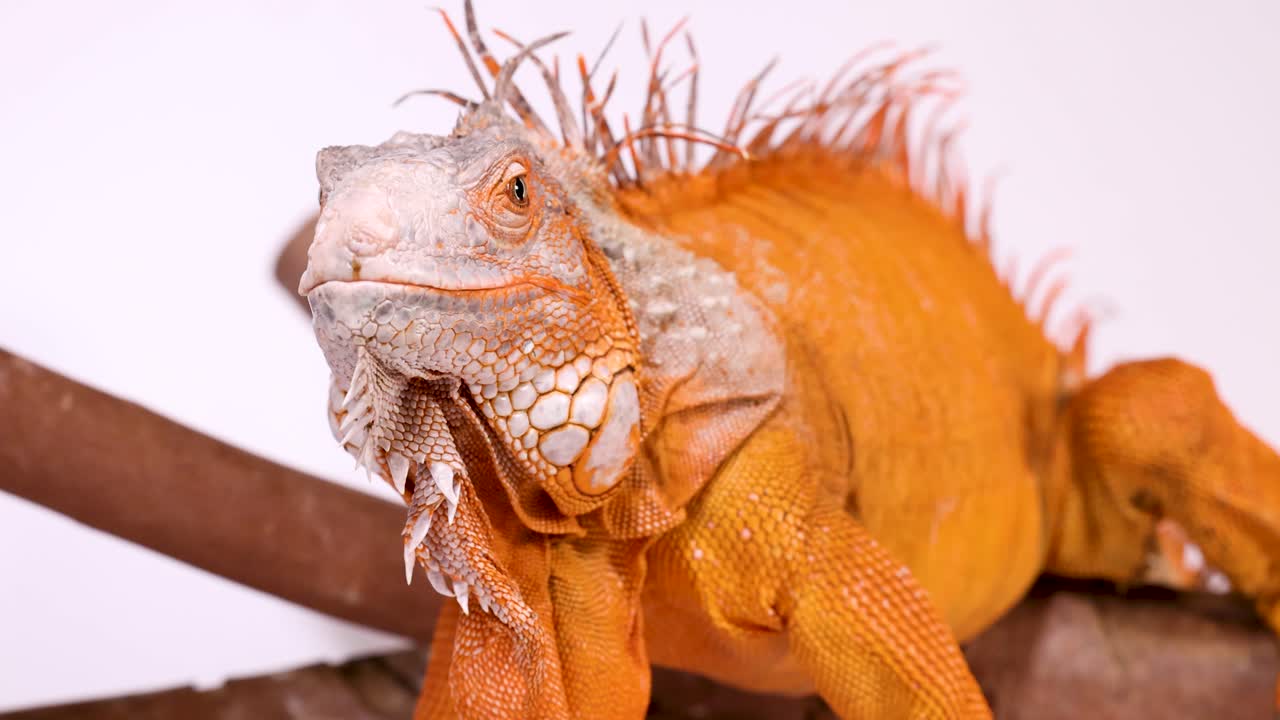 Primo piano di un'iguana arancione brillante appoggiata su un ramo con illuminazione da studio