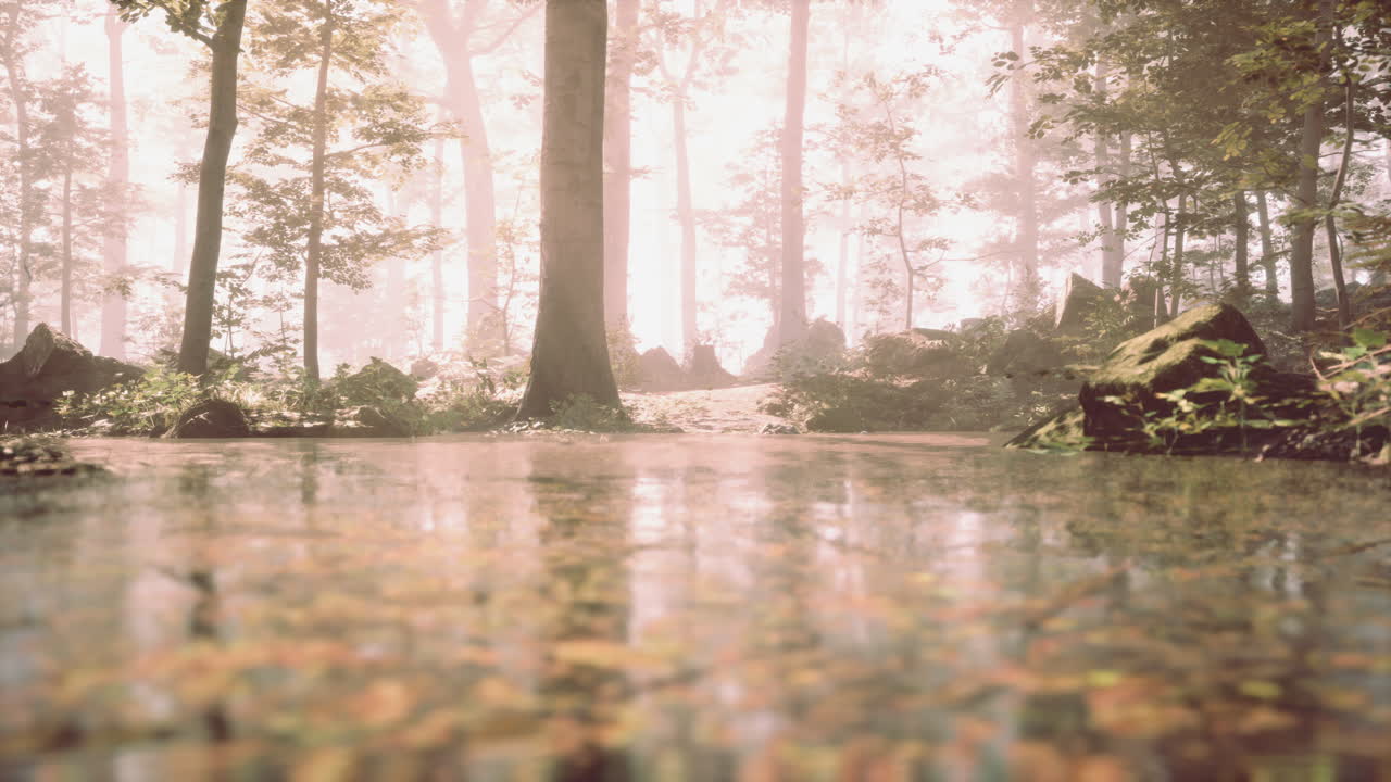 um caminho místico da floresta.