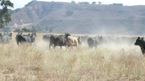 un rebaño de ganado angus negro girando y huyendo de la cámara
