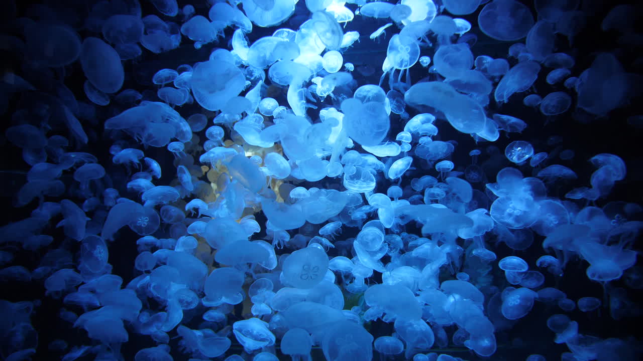 seguimiento hacia adelante acuario gigante con medusas de la luna en cámara lenta. hipnotizante