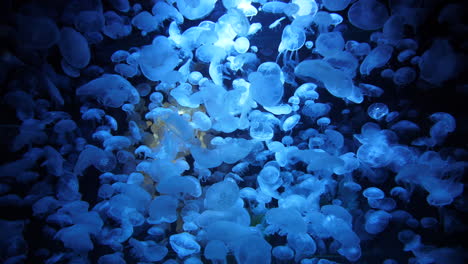 track forward giant aquarium with moon jellyfish in slow motion. hypnotising